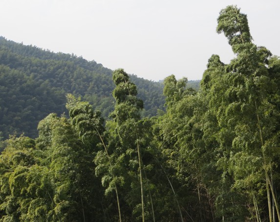 湖南竹板材廠